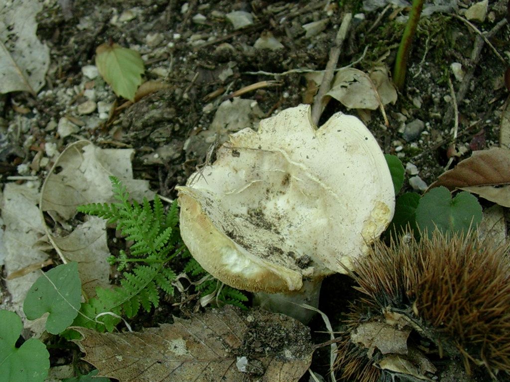 2033 Giugno vecchio ritrovamento